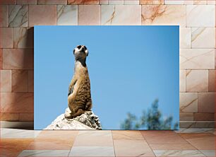 Πίνακας, Meerkat on Rock Meerkat on Rock