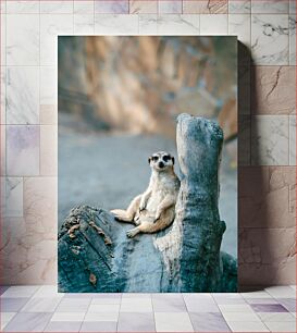 Πίνακας, Meerkat Resting on a Log Meerkat που στηρίζεται σε ένα κούτσουρο