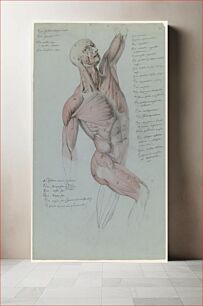 Πίνακας, Miesvartalon anatominen lihastutkielma, 1848 - 1855, Anders Ekman