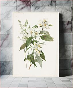 Πίνακας, Mock orange or syringa