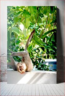 Πίνακας, Monkey Hanging from a Branch Μαϊμού που κρέμεται από ένα κλαδί