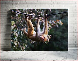 Πίνακας, Monkey Hanging on Branch Μαϊμού που κρέμεται στο κλαδί