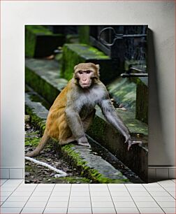 Πίνακας, Monkey in Urban Environment Πίθηκος στο αστικό περιβάλλον