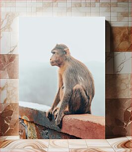 Πίνακας, Monkey Sitting on a Wall Μαϊμού που κάθεται σε έναν τοίχο