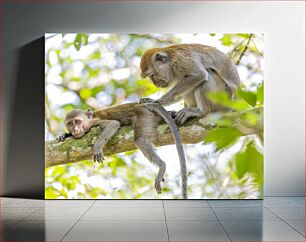 Πίνακας, Monkeys Grooming on a Tree Branch Μαϊμούδες που καλλωπίζονται σε ένα κλαδί δέντρου