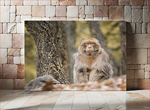 Πίνακας, Monkeys in Forest Μαϊμούδες στο Δάσος