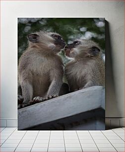 Πίνακας, Monkeys Sharing a Moment Μαϊμούδες που μοιράζονται μια στιγμή