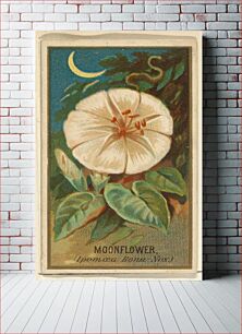 Πίνακας, Moonflower (Ipomoea Bona Nox), from the Flowers series for Old Judge Cigarettes issued by Goodwin & Company