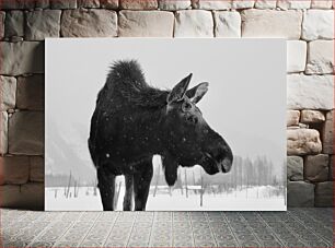 Πίνακας, Moose in Snowy Landscape Άλκες στο χιονισμένο τοπίο