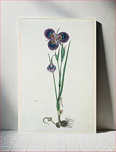 Πίνακας, Moraea villosa Ker-Gawl. (Cape tulip) (1777–1786) by Robert Jacob Gordon