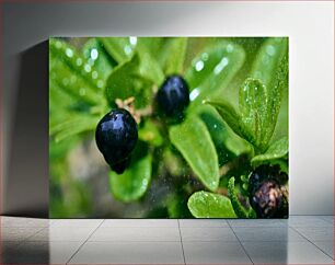 Πίνακας, Morning Dew on Berries Πρωινή δροσιά στα μούρα