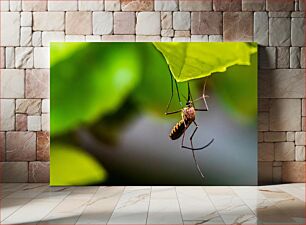 Πίνακας, Mosquito on Leaf Κουνούπι σε φύλλο