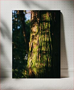 Πίνακας, Mossy Tree Trunk in Forest Πορώδης κορμός δέντρου στο δάσος