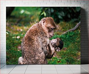 Πίνακας, Mother and Baby Monkey Μητέρα και μωρό μαϊμού