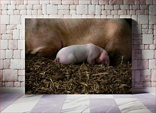 Πίνακας, Mother and Piglet Resting Η μητέρα και το γουρουνάκι ξεκουράζονται