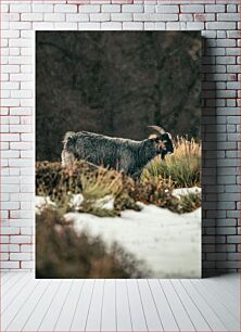 Πίνακας, Mountain Goat in Winter Ορεινή Κατσίκα τον Χειμώνα