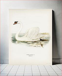 Πίνακας, Mute Swan male (Cygnus olor) illustrated by the von Wright brothers