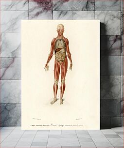 Πίνακας, Myology and disposition of the viscera illustrated by Charles Dessalines D' Orbigny (1806-1876)