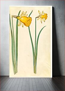 Πίνακας, Narcissus pseudonarcissus (daffodil) by Maria Sibylla Merian