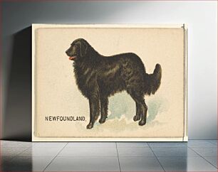 Πίνακας, Newfoundland, from the Dogs of the World series for Old Judge Cigarettes