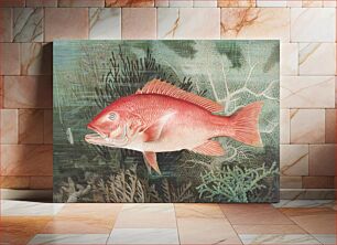 Πίνακας, Northern Red Snapper chromolithograph (n.d.) by Samuel Kilbourne