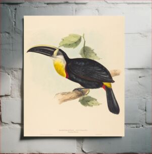 Πίνακας, Osculant Toucan (Ramphastos osculans) by John Gould (1804–1881) and Elizabeth Gould (1804–1841)