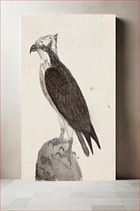 Πίνακας, Osprey, 1831, by Ferdinand von Wright