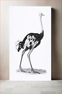 Πίνακας, Ostrich from Zoological lectures delivered at the Royal institution in the years 1806-7 illustrated by George Shaw (1751-1813). Or