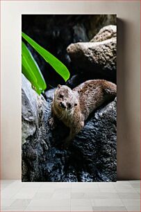 Πίνακας, Otter by the Rocks Otter by the Rocks