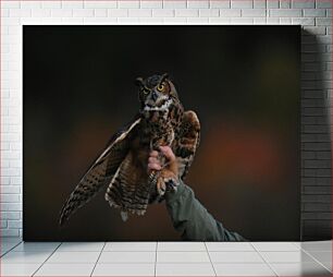 Πίνακας, Owl in Focus Κουκουβάγια στην εστίαση