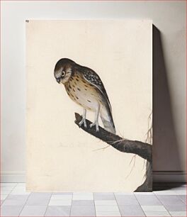 Πίνακας, Owl: Little Owl