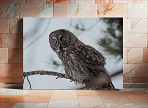 Πίνακας, Owl on a Branch Κουκουβάγια σε ένα κλαδί