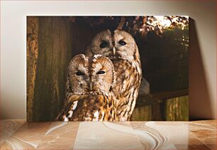 Πίνακας, Owls in Their Habitat Κουκουβάγιες στον βιότοπό τους