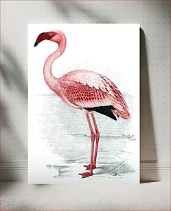 Πίνακας, Painting of Lesser Flamingo (Phoenicopterus minor) (1919) by C. G. Finch-Davies