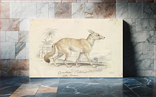 Πίνακας, Pale Dog Fox by Charles Hamilton Smith