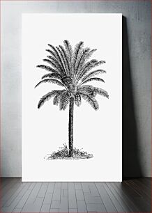 Πίνακας, Palm tree from Our Knowledge Of The Earth. General Geography And Area Studies, Edited Under The Expert Assistance Of A. Kirchhoff (1886)