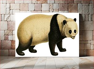 Πίνακας, Panda bear (1868-1874) by Iconographia Zoologica