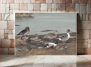 Πίνακας, Panel 14: Wood Duck, American Pintail, Shoveller by Louis Agassiz Fuertes