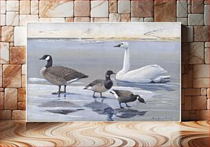 Πίνακας, Panel 20: Whistling Swan, Canada Goose, Brant, Black Brant by Louis Agassiz Fuertes