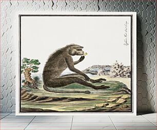 Πίνακας, Papio ursinus: Chacma Baboon (1773–1786) by Robert Jacob Gordon