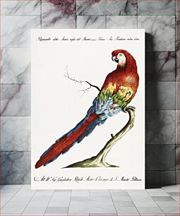 Πίνακας, Pappagallo detto arara rossa del Brasile (Macaw) by Saverio Manetti (1723–1785)