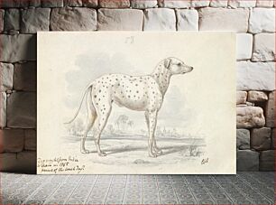 Πίνακας, Parent of the Modern Coach Dog - Turnspit Dog by Charles Hamilton Smith