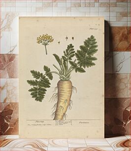 Πίνακας, Pastinaca (Parsnip), Plate 379 from 'A Curious Herbal', volume II, London, 1737