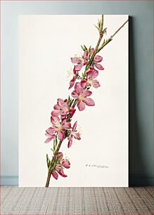 Πίνακας, Peach (Prunus Persica) (1924) by Royal Charles Steadman