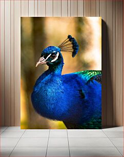 Πίνακας, Peacock Close-Up Peacock Close-up