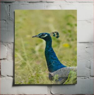 Πίνακας, Peacock in the Wild Peacock in the Wild