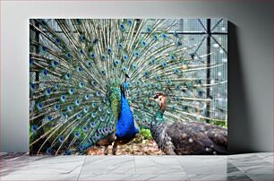 Πίνακας, Peacocks Displaying Feathers Τα παγώνια εμφανίζουν φτερά