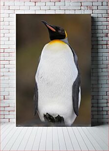 Πίνακας, Penguin Standing in Nature Πιγκουίνος που στέκεται στη φύση