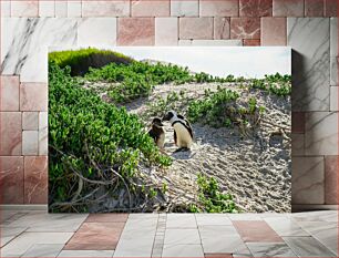 Πίνακας, Penguins in a Sandy Habitat Πιγκουίνοι σε αμμώδη βιότοπο