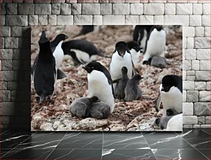 Πίνακας, Penguins with Chicks Πιγκουίνοι με νεοσσούς